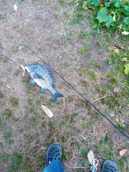 本日チヌ(クロダイ)釣れました